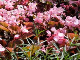 May in the Park, No. 24