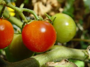 cherry-tomatoes-plant